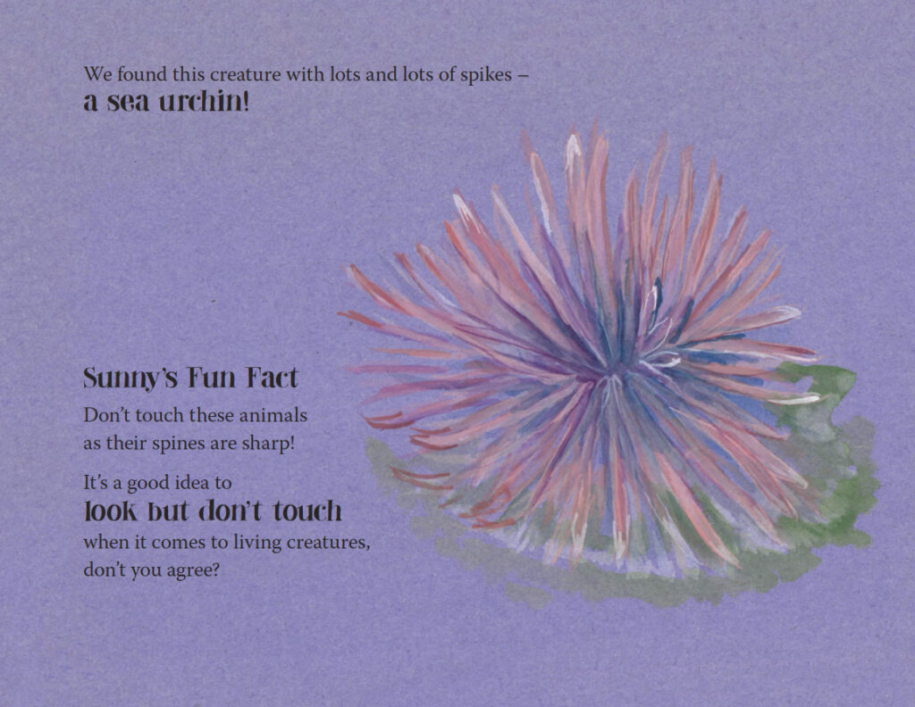 Sea urchin illustration