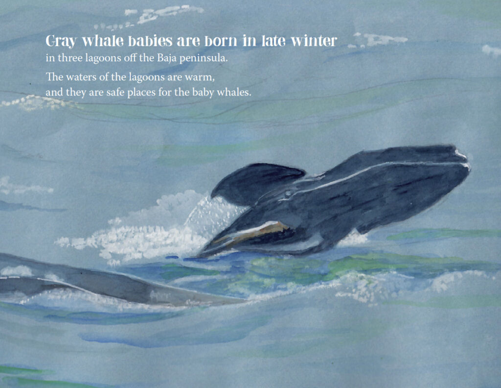Gray whales give birth in winter
